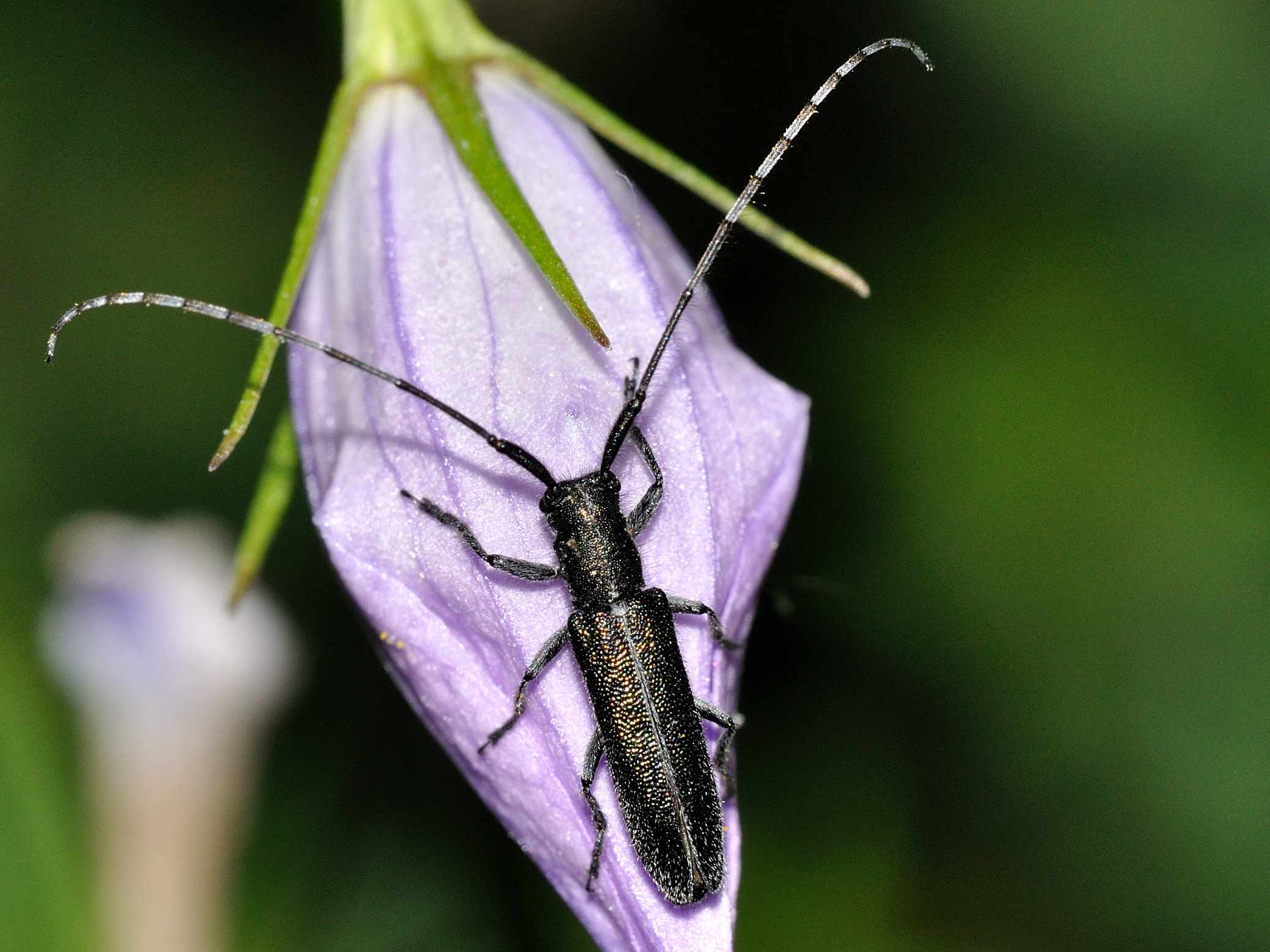 Cerambycidae - Agapanthia cardui